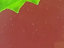 Small white worms, help!