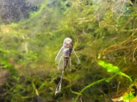 New LF Green Dragon BN Pleco