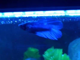 My Dt "girl"