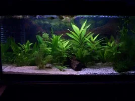 pics from after losing 20+ fishes, as it is now