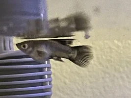 Is my fish pregnant or is something else happening