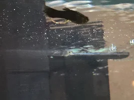Normal molly poop?