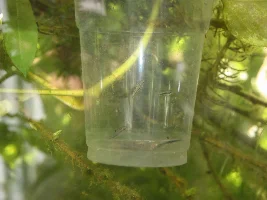 First livebearers of this year's outdoor season
