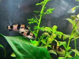 Photos of my barbs