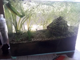 strange swimming - water issue?
