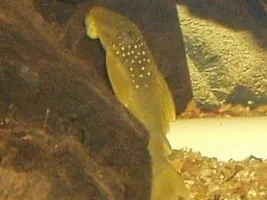 A few more fish