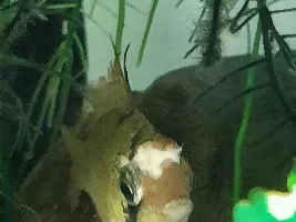 Ram's head ulcerated