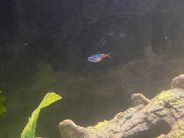 Need help identifying ick or not