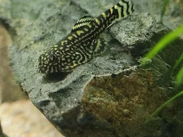 Dd's Tanks And Fish