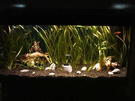 My Big Tank