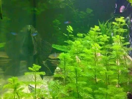Si's Aquarium