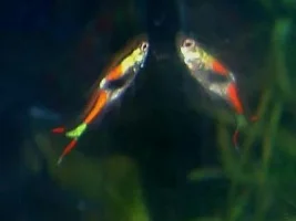 lots of pics of my ENDLERS