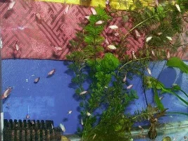 My 1st batch red halfmoon babies.