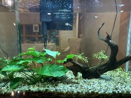 Disappearing Fish