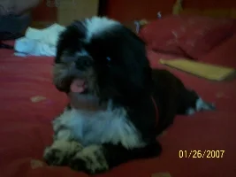 My Daughters Dog
