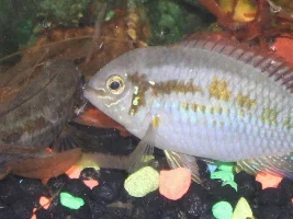 Can a fish out and out just not like a light?