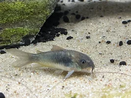 Fin rot bronze corys