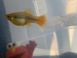 Pregnant platy and baby fry HELP