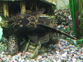 Not sure if fish store sold me correct pleco species?