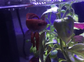 My Bettas fins are going clear