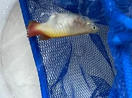 How long can fish live at 100ppm nitrate?