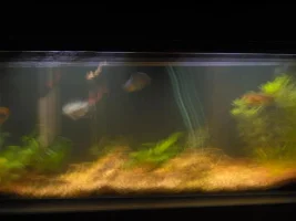 My Tank