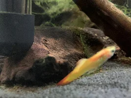 Guppy is sick don’t know what to do