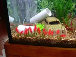 Rainbow tank.