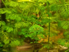 Aggresive juvenile betta macrostoma