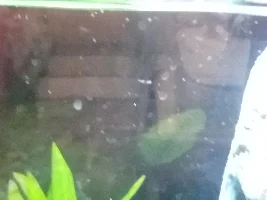 Help! I can't identify a tiny species that's cropped up in my tank!