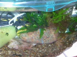 NEW TANKS