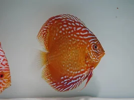 Various Discus for sale
