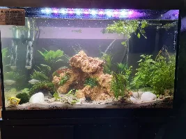 From lurid to slightly planted - rebuilding my original 17g/ 65l