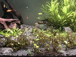 Planted tank, algae, CO2