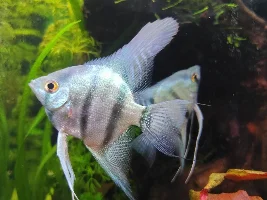 Please Fish Doctors Help Urgent
