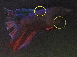 Is my betta injured or sick? white spot, red spot, some gold