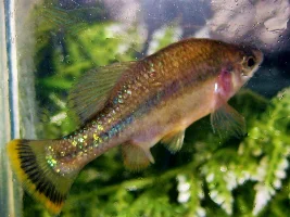 Ameca splendens