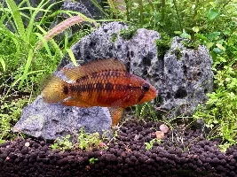 Apistogramma macmasteri female colours