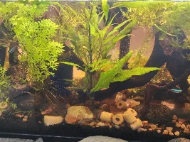 My first tank!