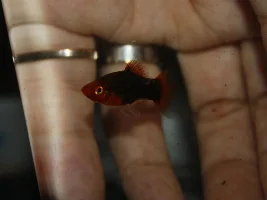 Variatus platy