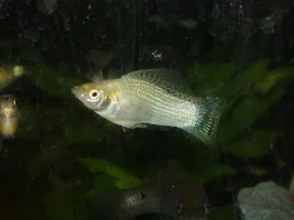 Sailfin changing color