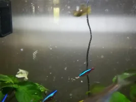 Fish Food Served on Plates *please see*