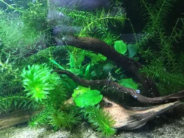 Plants really not doing well