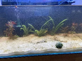 The Adventure Begins - UNS Rimless 20G Planted Tank