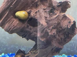 Nerite snail fungus?? Help!