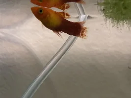 emergency: should i put this lumpy platy back into the main tank?