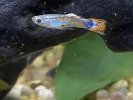 Guppy fry feeding schedule?