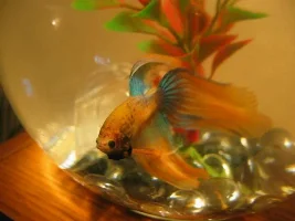 Betta Pics