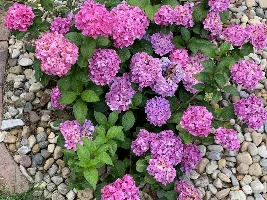 Blooming plants