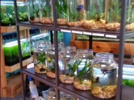 Bunny hoping Betta